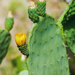 Prickly Pear Cactus Plant Live, Green Prickly Pear Cactus Live Plant Pot, 4 Inch Tall, Hardy Succulent Cactus for Indoor or Outdoor Garden, Easy Care Plant