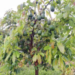 HASS Avocado Plant Live 8-16 Inches Tall, Half Gallon Pot, Well-Rooted Avocado Tree Starter for Home Garden and Containers