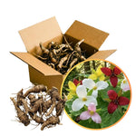 Pack of 10 Trillium Bulbs, Mix Trillium Large Bulbs, Trillium Flower Bulbs, Perennial Flower Bulbs, Easy to Plant Indoors Outdoors, Trillium Bulb