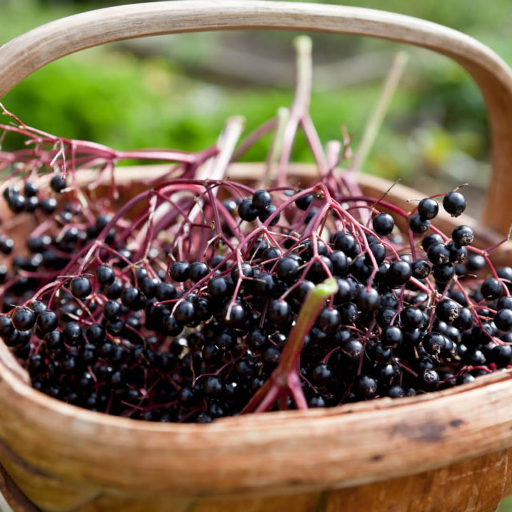 2 Elderberry Plants Live, 5-9" Black American Elderberry Bush Tree Plants Live for Planting, Dormant, Bareroots Cold Hardy Spring Planting