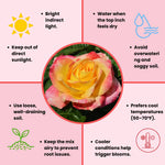 Rose Live Plant, Roses Flower Plant, Fragrant Flower for Planting, 4-6 Inches Tall, Bush Shrub Plants, Well Rooted, Ready to Grow (Orange Rose)