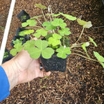 Oxalis Shamrock Plant Live 3-6 Inches Tall, Medium Oxalis Decorative Foliage Plant for Indoor Decor and Shaded Gardens