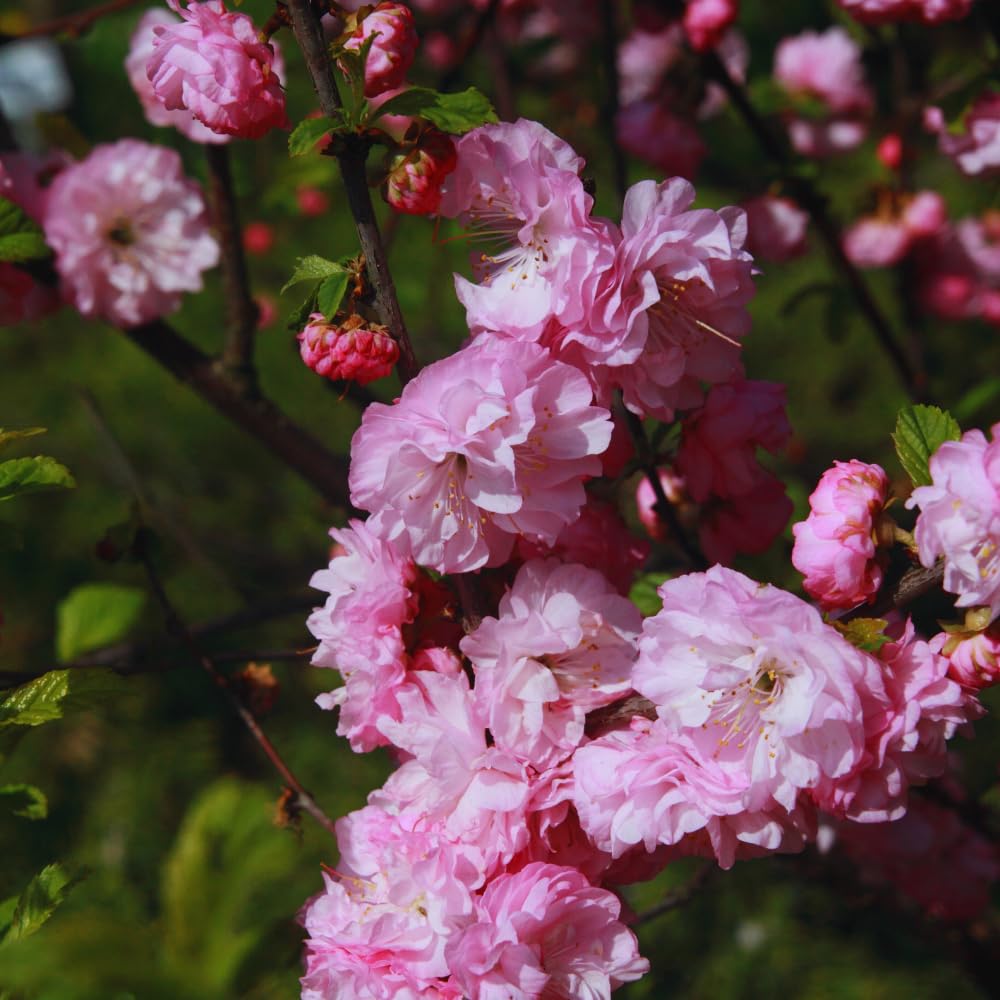 Double Pink Almond Shrub Tree Plant Live, Quart Pot, Flowering Almond Tree Live Plant from 6 to 11 Inc Long