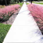 Clump 5-9" Muhly Grass Live Plant for Spring Planting, Ornamental Grass, Perennial Grasses Fast-Growing, Vibrant Color (Vibrant)