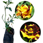 Yellow Deep Red Striped Climbing Rose Live Plants Bushes Fragrant Well Rooted - No Leaf - Cut Back for Planting, No Pot, 5-9 Inc Tall