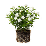 Belle of India Jasmine Live Plant –Arabian Jasmine White Flower Vine, Fragrant Indoor & Outdoor 4-6” Tall Decorative Plant, Sweet Fragrance