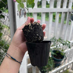 Climbing Roses Live Plants, Well Rooted 5-9" Tall, No Leaf, Ready to Plant Indoor Outdoor, Climber Rose Bush, Hybrid Tea Rose Like, Very Fragrant, Long Bloomer (Purple Striped)