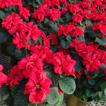 2 Multi Varieties Poinsettia Plants Live, Winter Red Rose Poinsettia Flowers for Holiday Christmas Gift, Decoration Houseplant 5-10" in Tall, No Pot