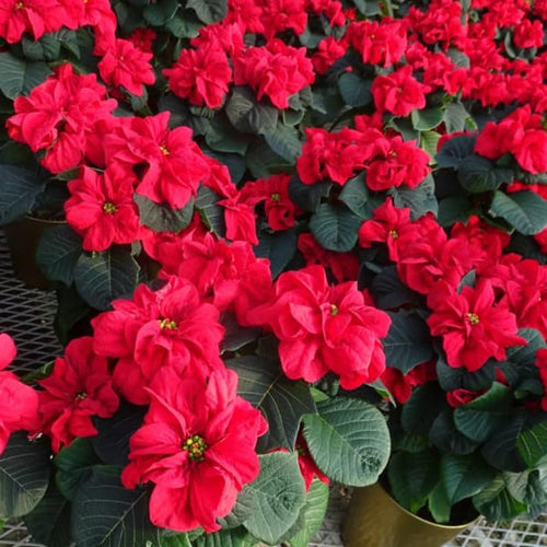 2 Multi Varieties Poinsettia Plants Live, Winter Red Rose Poinsettia Flowers for Holiday Christmas Gift, Decoration Houseplant 5-10" in Tall, No Pot