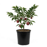 Red Sugar Apple Tree Live Plant Potted 6-12 Inches, 8 Months Old Sugar Apple Tree for Planting Outdoor, Rare Tropical Trees