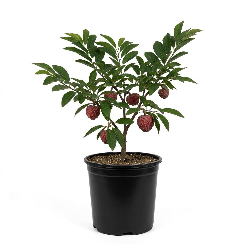 Red Sugar Apple Tree Live Plant Potted 6-12 Inches, 8 Months Old Sugar Apple Tree for Planting Outdoor, Rare Tropical Trees