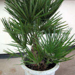 Live Palm Tree Plant in 3 Gallon Pot, No CA, Large Fully Rooted Size, Ready to Plant for Home Décor Indoor Outdoor Landscape, Rare Palm Trees, European Fan Palm
