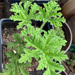 2 Pots Citronella Plants, Live Citronella Plants for Outdoors Indoors Garden, Perennial Fragrant Herb Leaves Plant