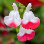 3 Sage Salvia Plants Live, Perennial Flowering Bushes, Bicolor Red White Blooms, 4-8 Inch Tall