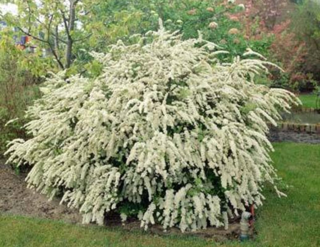 Hardy White Spirea Shrub Live Tree Plant in Quart Pot, 1 Year Old Well-Rooted, Dormant in Winter, 6-14 Inches in Tall, Winter Meadowsweets Bush for Planting