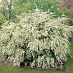 White Spirea Shrub Live Tree Plant in Quart Pot, 1 Year Old Well-Rooted, Dormant in Winter, 6-14 Inches in Tall, Winter Meadowsweets Bush for Planting