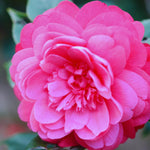 Pink Camellia Plant Live, Camellia Japonica Tree, 5 to 10 Inc Tall, Flower Bush Plant Pot, 4 Inc