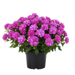 2 Impatiens Plants Live, Impatiens Flower Live Plant, 5 to 7 Inc Tall, Annual Flower Hanging Basket Plants Outdoor Indoor (Double Purple)
