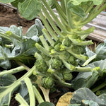 2 Pots Brussel Sprouts Plants, 4 Inch Pot Vegetable Plants Live for Planting, Cold Hardy, Easy to Grow for Containers and Garden Beds