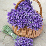 Pack 4 Provence Live Lavender Plants for Outside, Blue Purple Lavender Plants No Pot, 5-7" Tall Gardening Indoor Outdoor Spring Planting