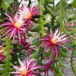 Fishbone Cactus Live Plant in 4'' Pot, Pink Epiphyllum Flower Cactus Houseplant Well Rooted, Unique Trailing Succulent for Planting