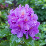 Purple Azalea Plants Live Tree for Outdoor Growing, 9 Months Old Starter Size, Azaleas Rhododendron Flower Vibrant Color Spring Planting