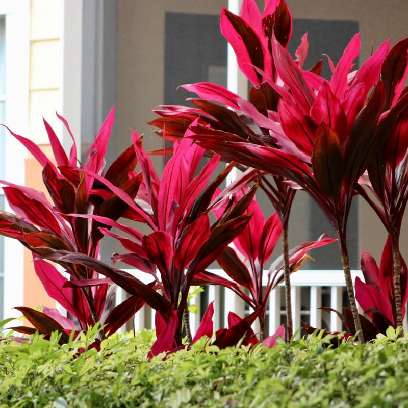 4 Giant Cordyline Red Sister Ti Plants Live, Hawaiian Red Ti Leaf Plants, Red Cordyline Plant Live 4 to 6 Inch Height