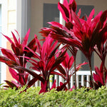 2 Giant Cordyline Red Sister Ti Plants Live, Hawaiian Red Ti Leaf Plants for Planting, Red Cordyline Plant Live 4 to 6 Inch Tall