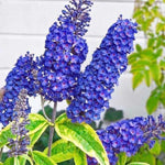 Light Blue Buddleia Butterfly Bush Plant Live, 5-9" in Tall, No Pot, Perennial Bushes Ready to Plant in Spring Outdoor Gardening, Dormant in Winter