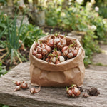 Set of 10 Walking Onion Bulbs, Egyptian Walking Onions Bulbs for Planting