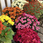 2 Chrysanthemum Plants Live, Mums Plants Live, Chrysanthemum Flowers Perennials Plant - Mixed