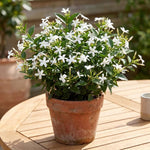 Climbing Star Jasmine Plant Live 4-7 Inches Tall, Fragrant Flowering Vine for Garden, Patio Containers and Indoor Growing