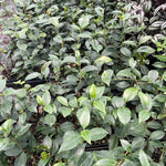 White Camellia Plants Live in 4" Pot, Starter Size 6-12 Inches in Tall, Vibrant Pink Bloom for Outdoor Planting