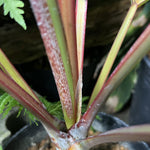 Live Palm Tree Plant in 3 Gallon Pot, No CA, Large Fully Rooted Size, Ready to Plant for Home Décor Indoor Outdoor Landscape, Rare Palm Trees, Latan Palm