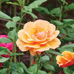 Rose Bush Live Plant, Heirloom Rose Plant Live for Planting, 5-8 Inch Height, Reblooming Shrub (Orange Rose)