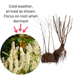 2 Cherry Laurel Seedlings Live Dormant, Cold Hardy Cherry Laurel Shrubs Trees Bareroots