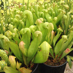 Large Giant Nepenthes Pitcher Plant Live in Pot, Pond Plant, Exotic Tropical for Indoor Outdoor Décor, Easy to Grow, Rare Variety, 7 Months Old