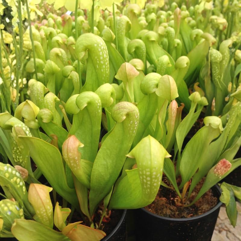 Large Giant Nepenthes Pitcher Plant Live in Pot, Pond Plant, Exotic Tropical for Indoor Outdoor Décor, Easy to Grow, Rare Variety, 7 Months Old
