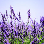 Pack 4 Provence Live Lavender Plants for Outside, Blue Purple Lavender Plants No Pot, 5-7" Tall Gardening Indoor Outdoor Spring Planting