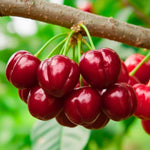 Set of 3 Acerola Cherry Trees Live Plant, 5-10 Inch Tall Tropical Fruit Plants, No Pot, Outdoor Cherry Plant in Spring, Cold Hardy