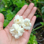 Jasmine Live Plant 4–8″ Tall, Jasmines Flower Vine, Fragrant White Blooms, Outdoor or Container Growing (Duke Jasmine)