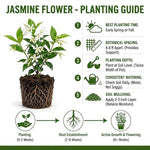 Jasmine Plant Live 4-7 Inches Tall, Fragrant Flowering Vine for Garden, Patio Containers and Indoor Growing