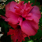 Althea Rose of Sharon Plant Live 6 to 13 Inch Tall, Hibiscus Syriacus Flowers, Come in Pot (Red Rose of Sharon)