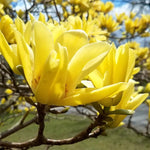 Magnolia Plant Live 6 to 12 Inches Tall, in 2.5 Inches Pot, Magnolia Tree Live Plant, Fragrant Magnolia Flowers (Yellow Bird Magnolia)