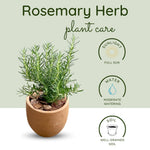 2 Trailling Rosemary Plants Live Size 5-9" Fast Growing, Fragrant Rosemary Live Plant Herb Plant for Indoor, Outdoor Garden