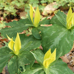 10 Bulbs of Mix Trillium Bulbs, Large Bulbs, Trillium Perennial Flower Bulbs, Trillium Bulb for Planting Indoor Outdoor, Trillium Flower Bulbs