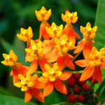 2 Tropical Milkweed Plants Live, 5-8 Inch Tall, Butterfly Milkweed Asclepias Tuberosa Plant for Perennial Flower