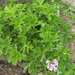 Live Citronella Plant, 4 Inch Pot, Fragrant Herb Leaves, Citronella Plants Live Potted for Growing, Indoor Outdoor Home Garden