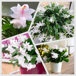 Christmas Cactus Plants Live, Flowering Thanksgiving Cactus with Vibrant Blooms, 4-7'' Tall, Easy-Care Indoor Houseplant (White Blooms)