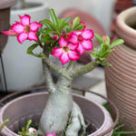 Pack 3 Desert Rose Plants Live, Adenium Desert Rose Plant Live, Perennial Flower Plants for Patio Gardening, 4-7 Inch Tall, Well Rooted, No Pot